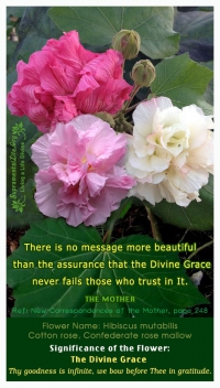 Divine Grace Trust.jpg